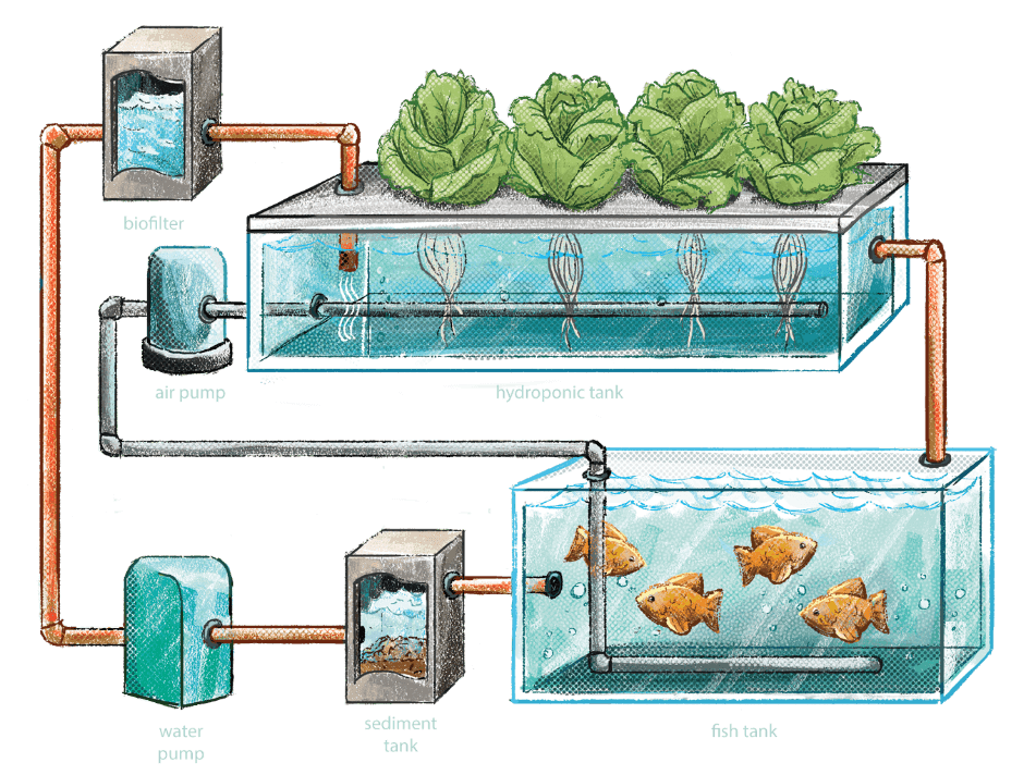 Stock image representing aquaponics