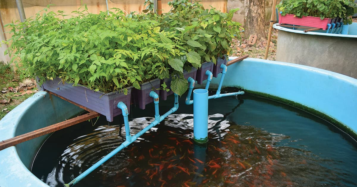 Stock image representing aquaponics